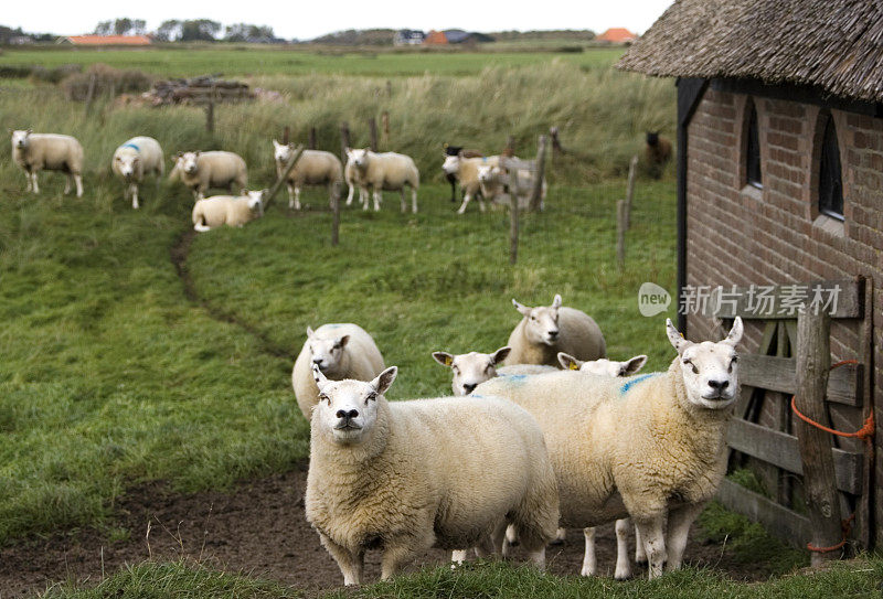 Texel, Barn的绵羊(荷兰)